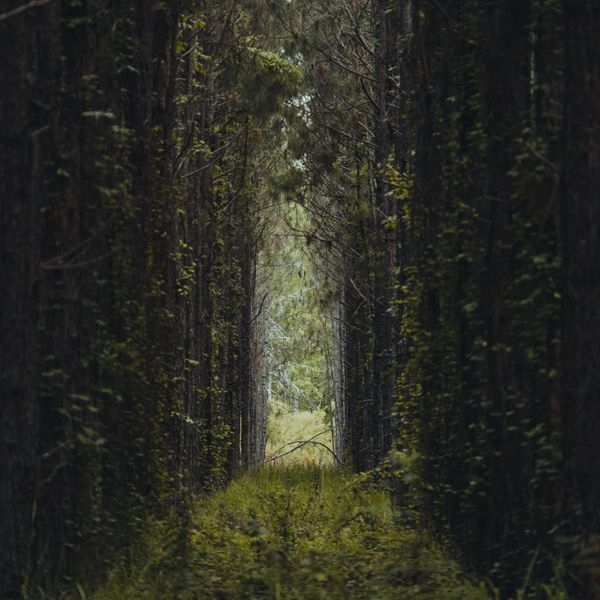 Forest Pathway jigsaw puzzle