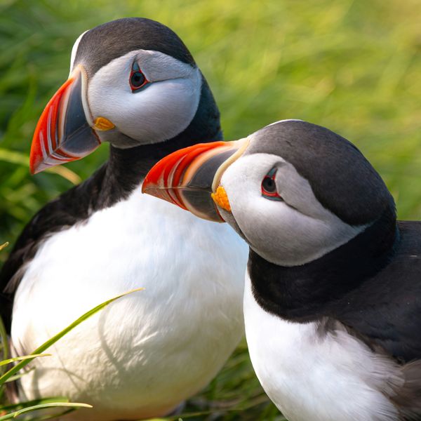 Puffins jigsaw puzzle