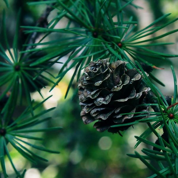 Pine Cone jigsaw puzzle