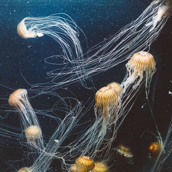 Jellyfish in Water jigsaw puzzle