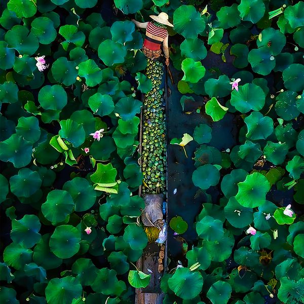 Lotus Harvesting jigsaw puzzle