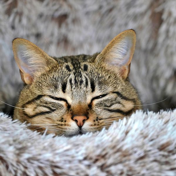 Sleeping Cat jigsaw puzzle