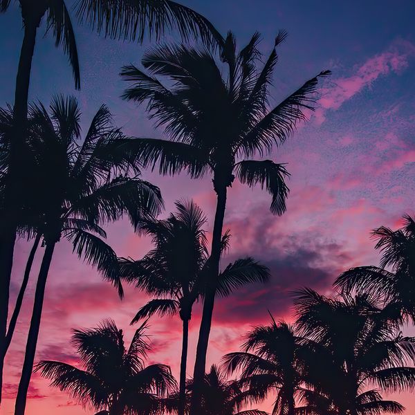 Palm Sunset jigsaw puzzle