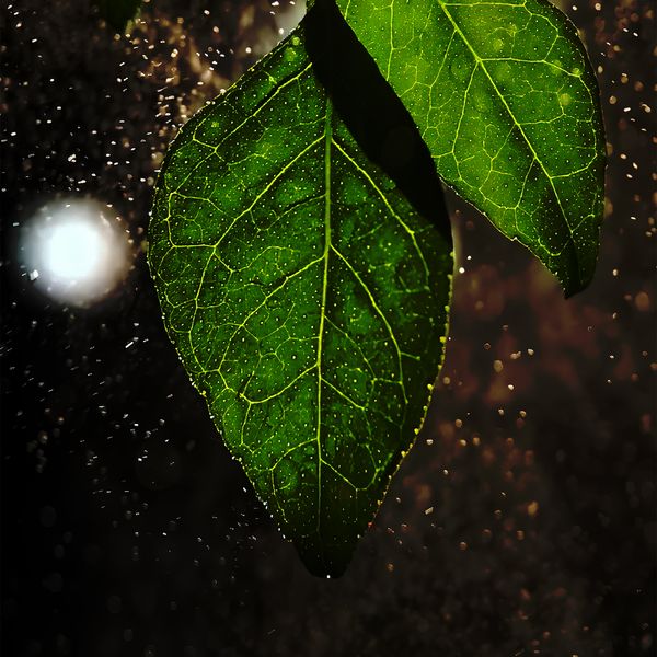 Leaf with Glow jigsaw puzzle