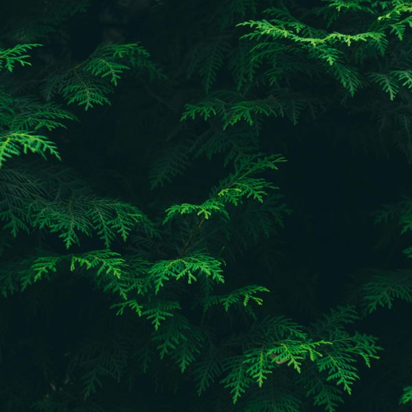 Dark Foliage jigsaw puzzle
