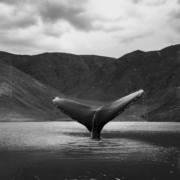 Whale Tail jigsaw puzzle