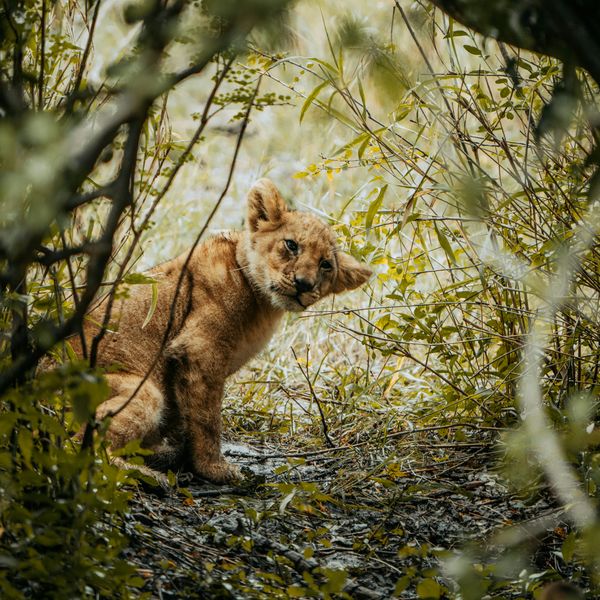 Lion Cub jigsaw puzzle