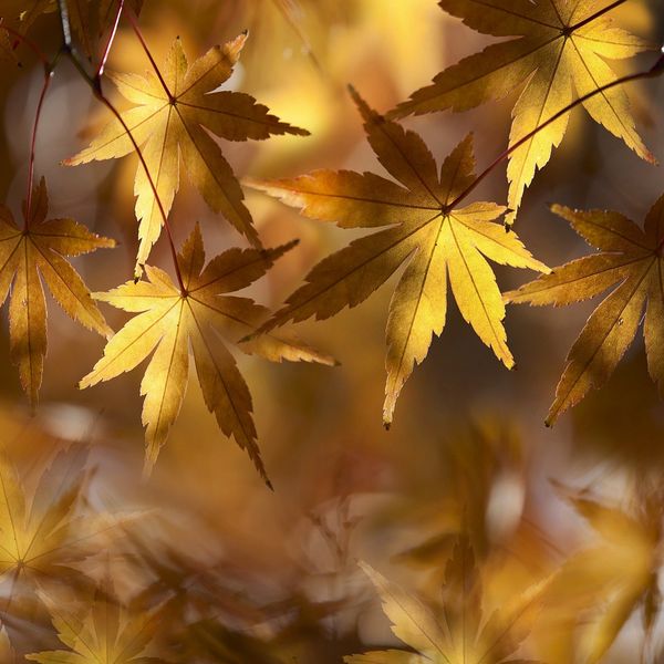 Autumn Maple Leaves jigsaw puzzle