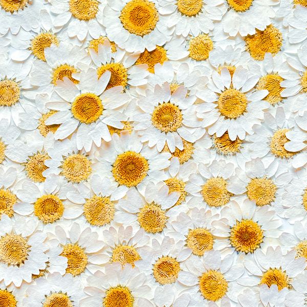Daisy Pattern jigsaw puzzle