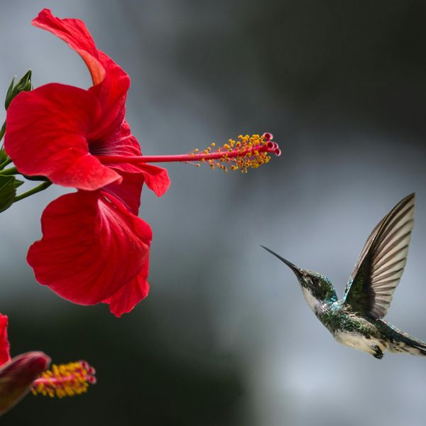 Hummingbird and Hibiscus jigsaw puzzle