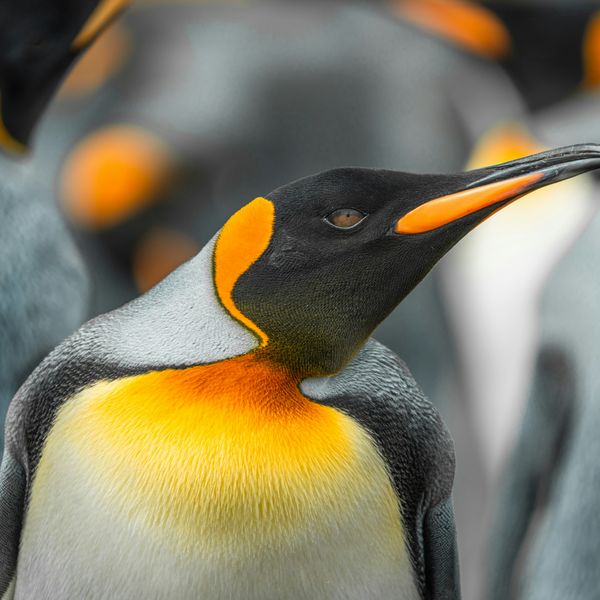 King Penguin jigsaw puzzle
