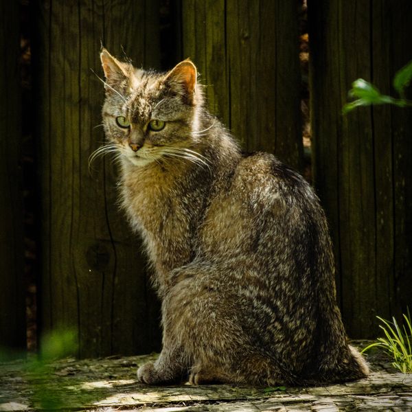 Wildcat Sitting jigsaw puzzle