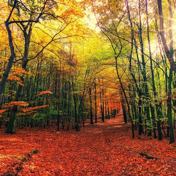 Autumn Forest jigsaw puzzle