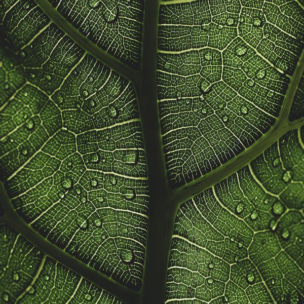 Leaf Veins jigsaw puzzle