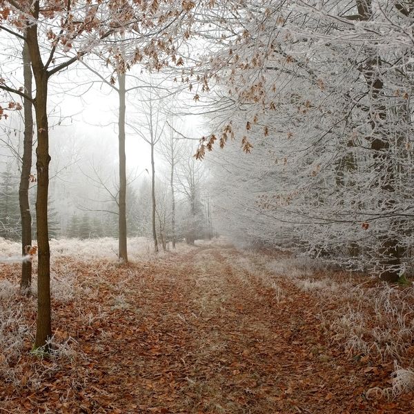 Frosty Forest Path jigsaw puzzle