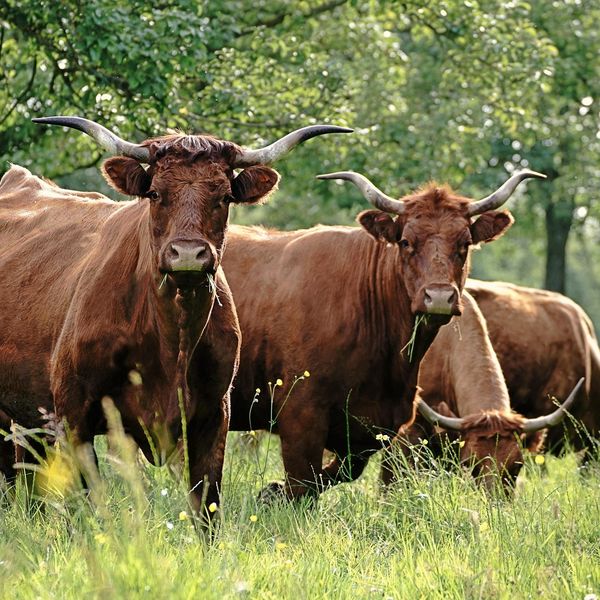 Cattle in Field jigsaw puzzle
