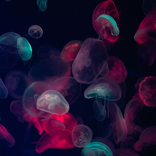 Jellyfish Glow jigsaw puzzle