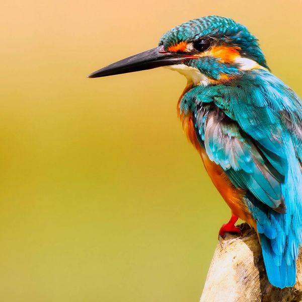 Colorful Kingfisher jigsaw puzzle