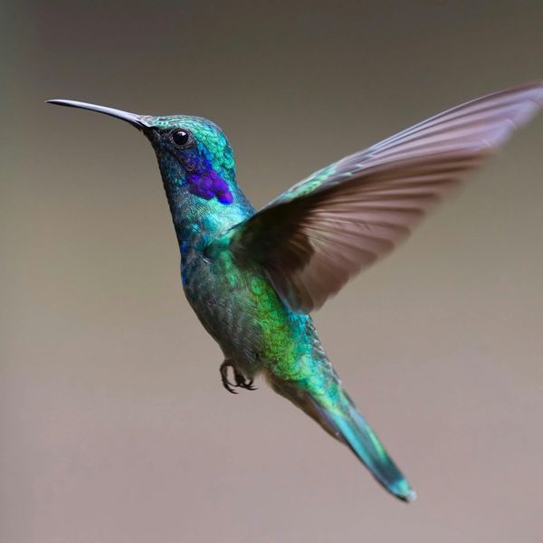 Colorful Hummingbird jigsaw puzzle